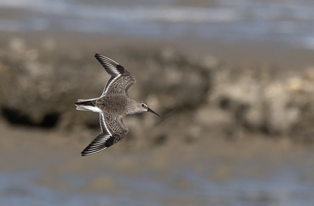 Piovanello pancianera - ML646506136