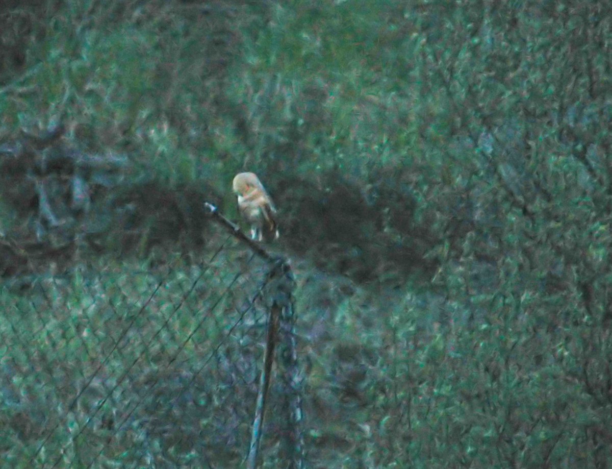 Western Barn Owl - ML646506137