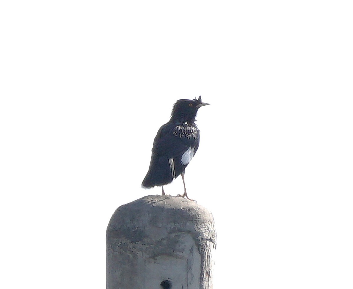 Crested Myna - ML646506138