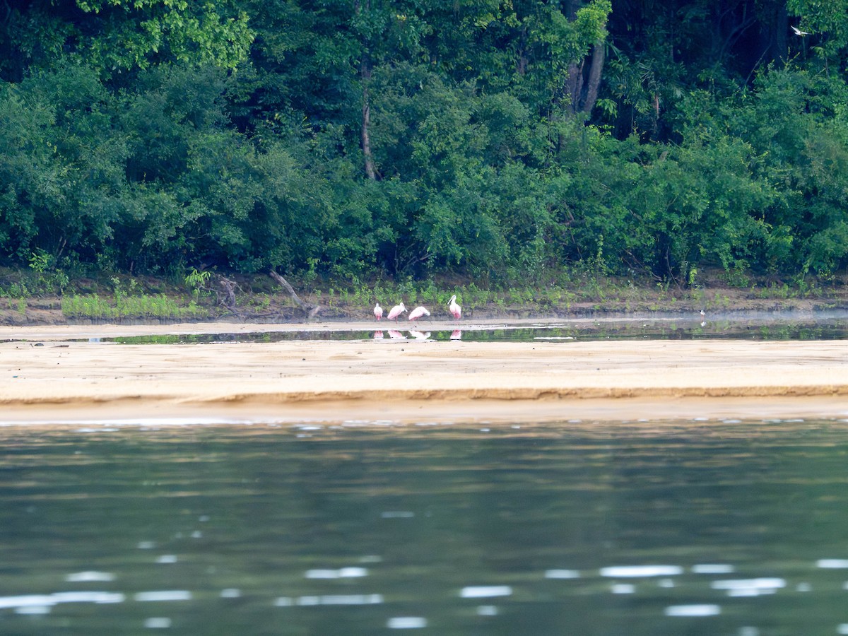 Roseate Spoonbill - ML646506140