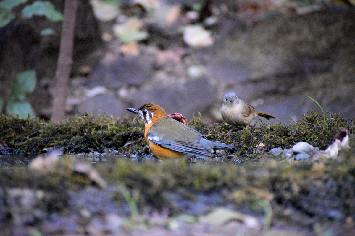 Orange-headed Thrush - ML646506149