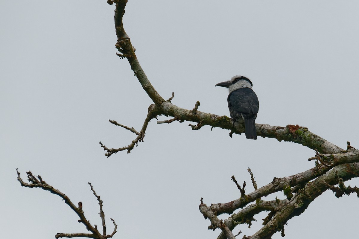 Buco Picogordo Occidental - ML646506150