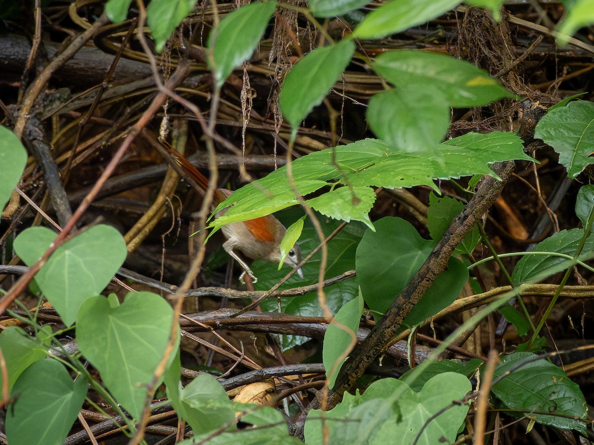 Plain-crowned Spinetail - ML646506151
