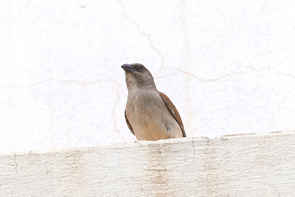 vrabec šedohlavý - ML646506156