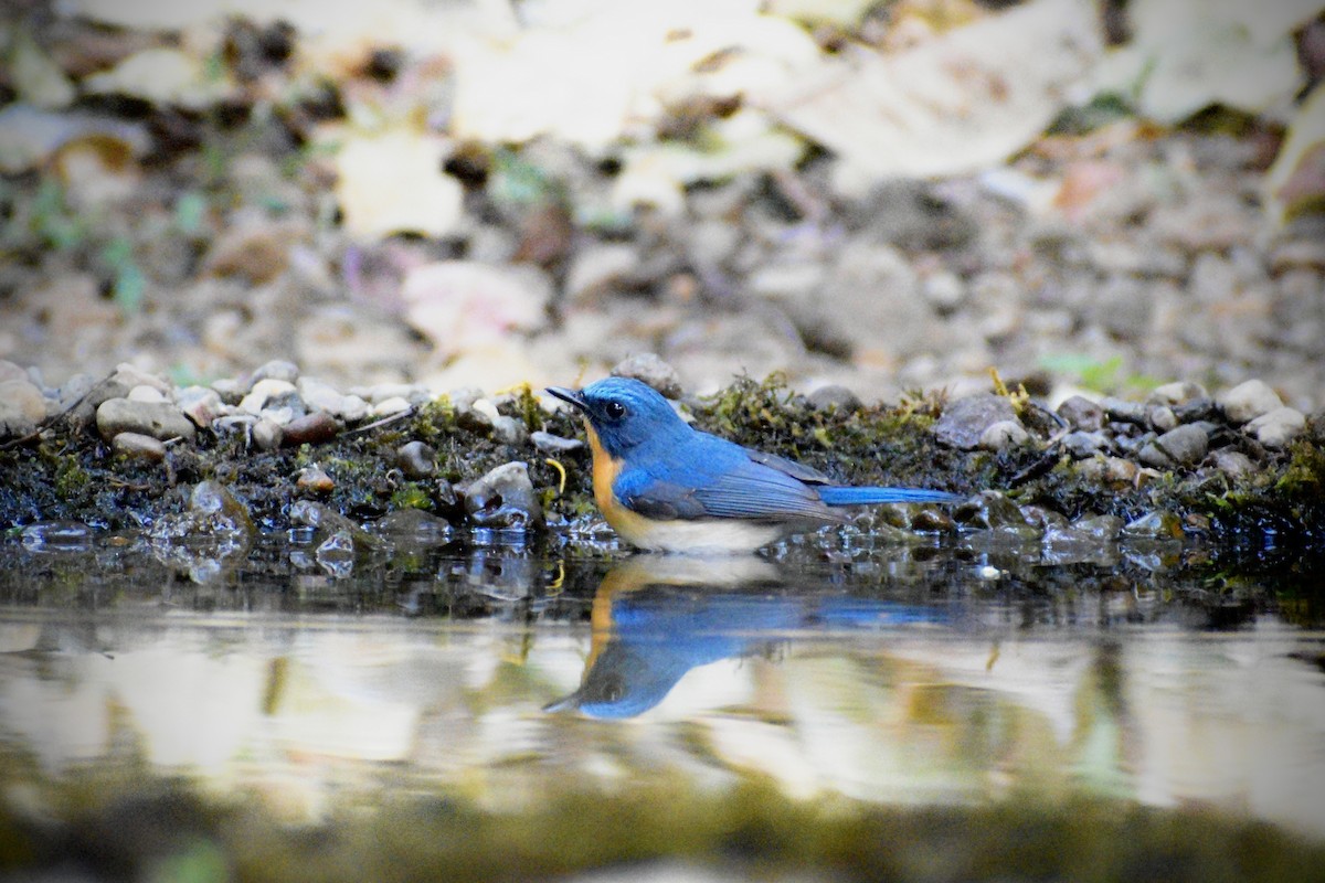 Tickell's Blue Flycatcher - ML646506157