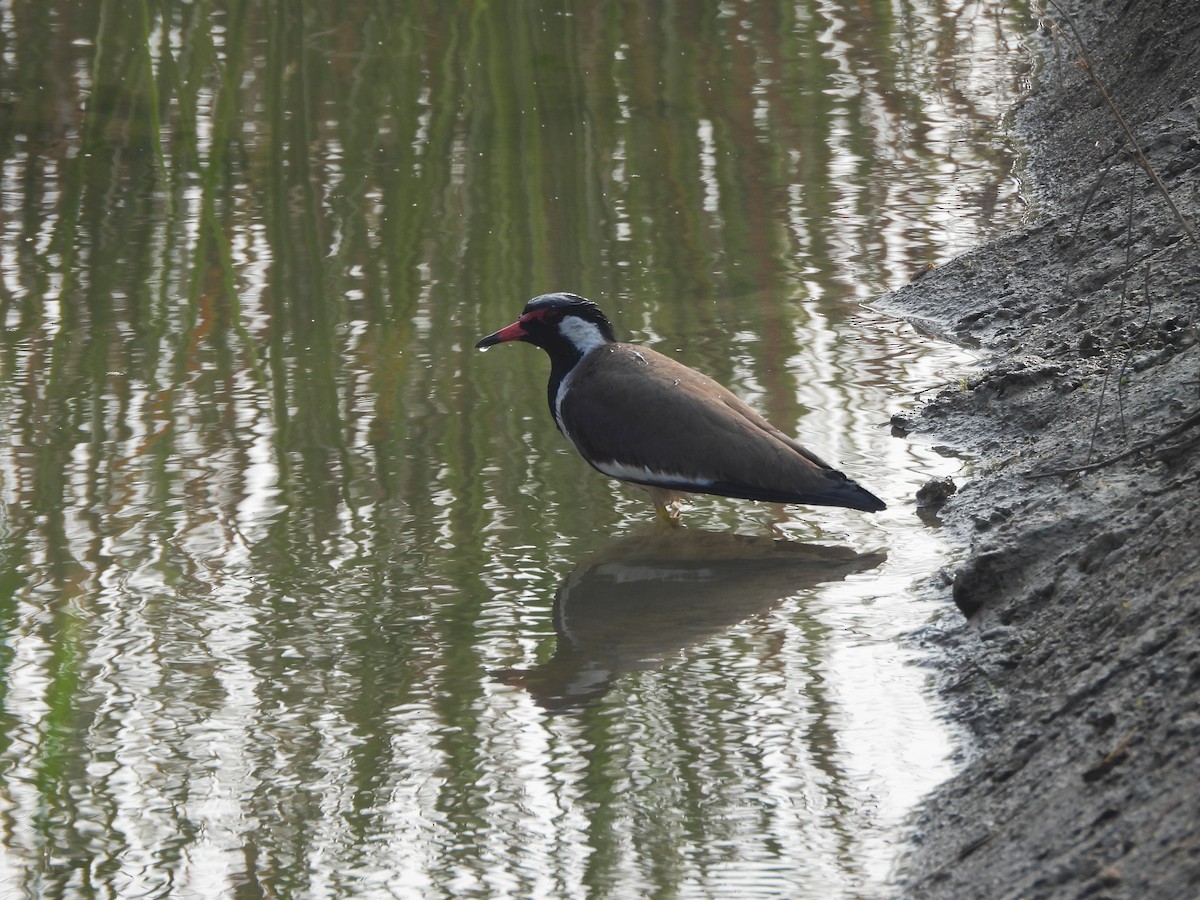 Avefría India - ML646506158