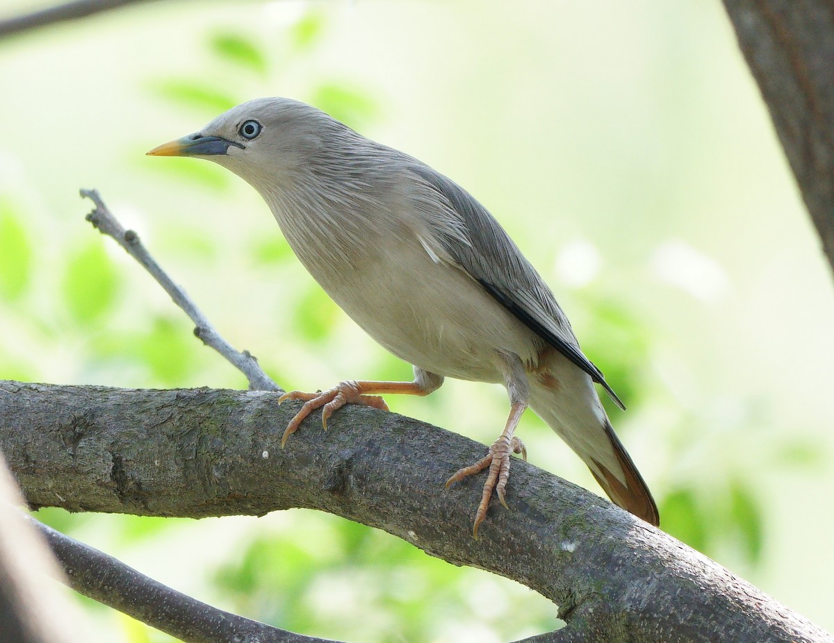 Chestnut-tailed Starling - ML646506159