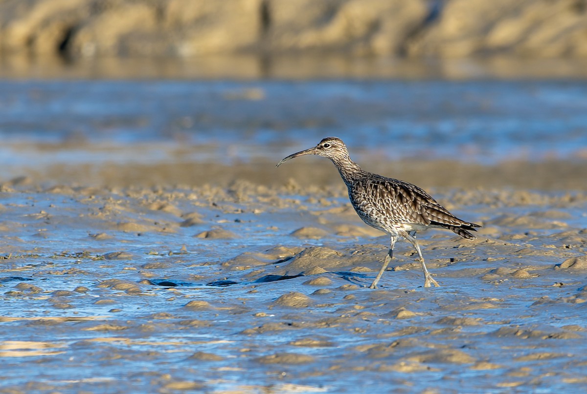 Chiurlo piccolo - ML646506160