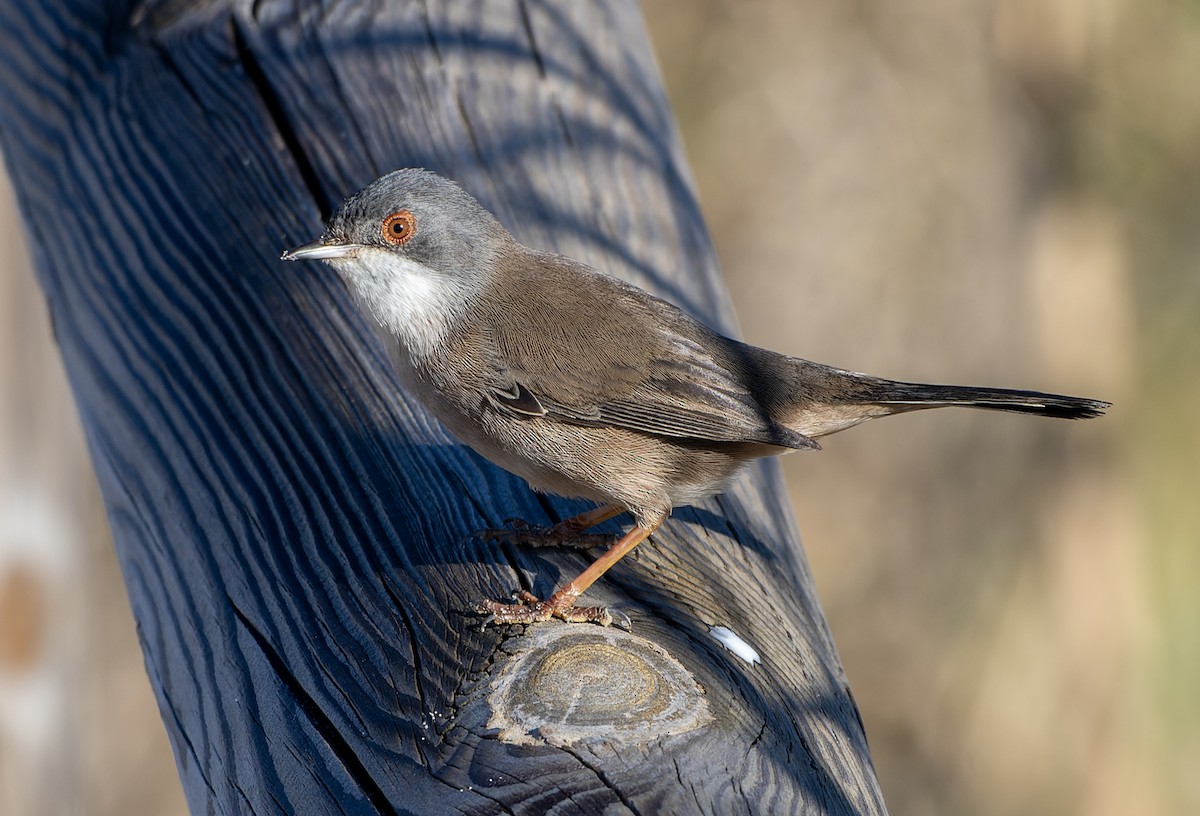 Occhiocotto - ML646506162