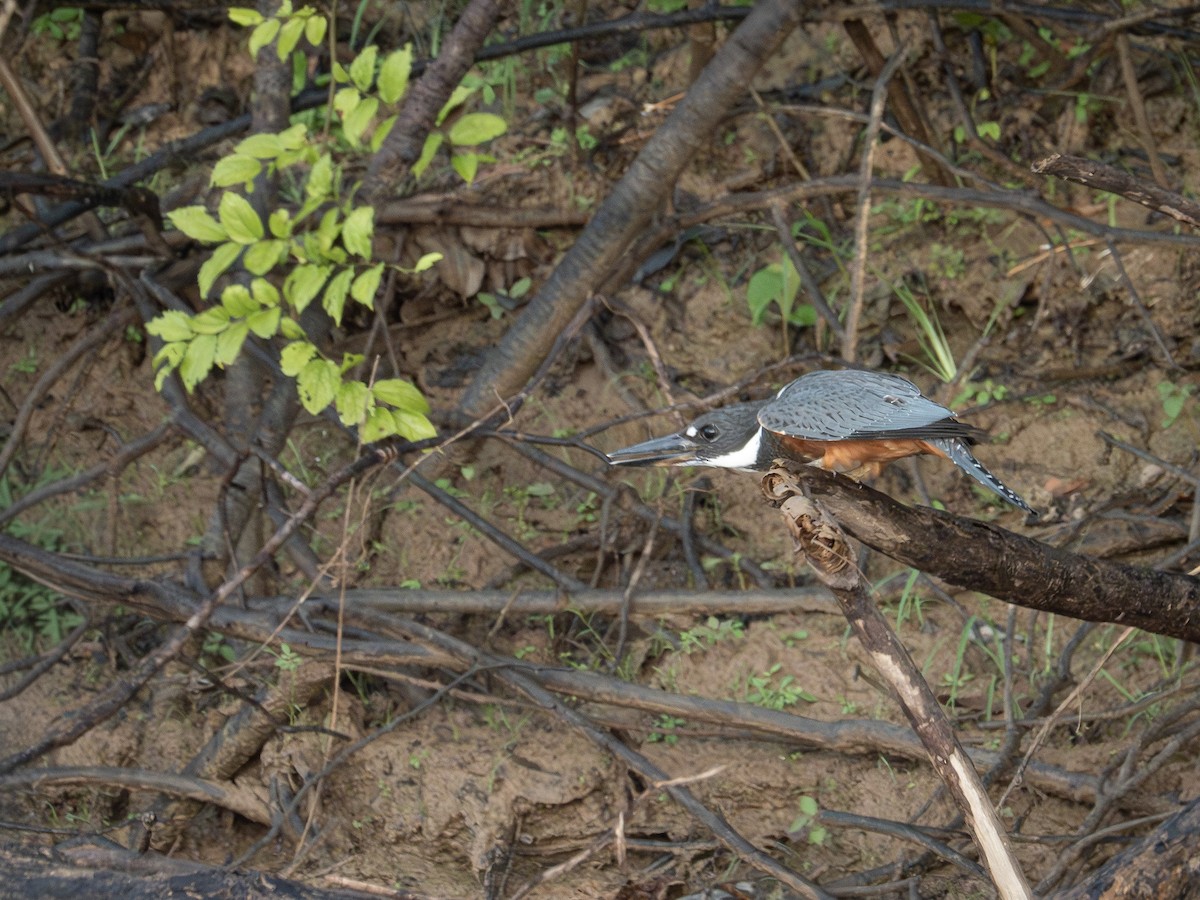 Ringed Kingfisher - ML646506163