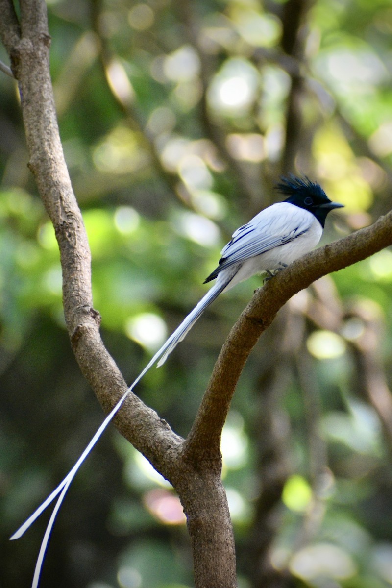 Indian Paradise-Flycatcher - ML646506164