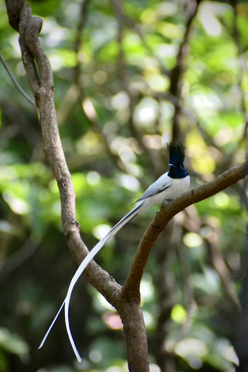 Indian Paradise-Flycatcher - ML646506165