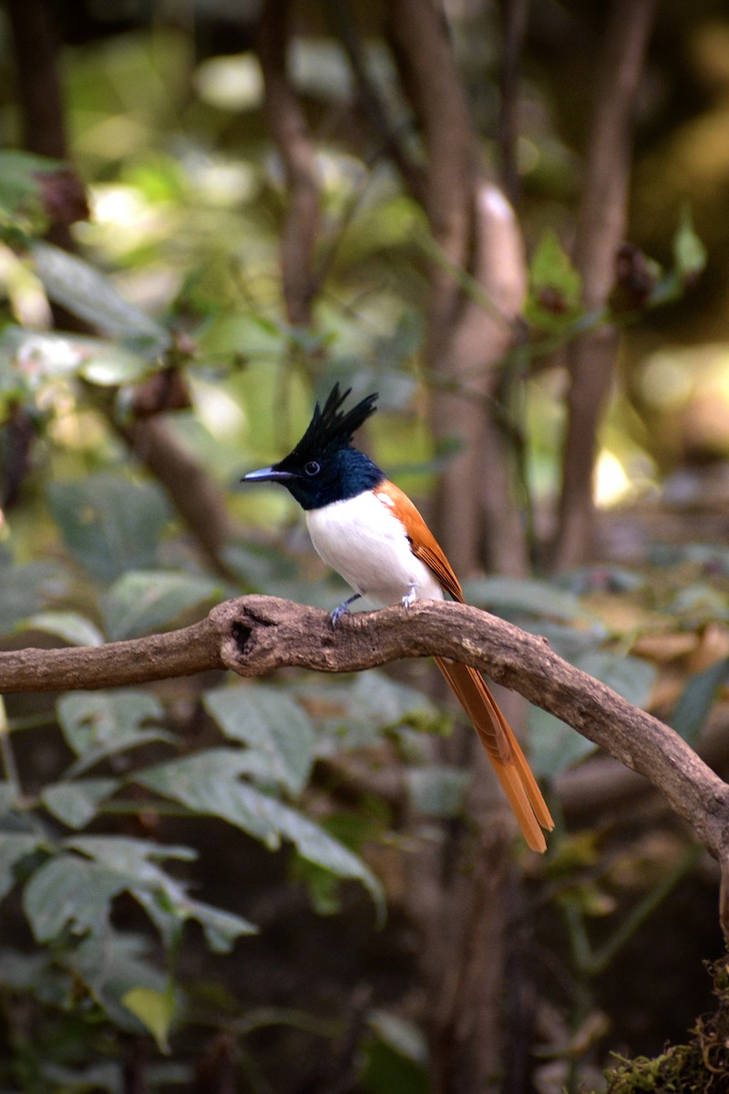 Indian Paradise-Flycatcher - ML646506166