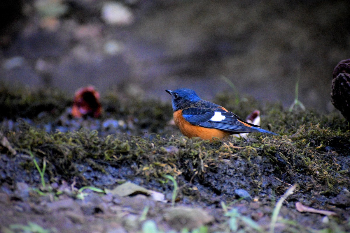 Blue-capped Rock-Thrush - ML646506167