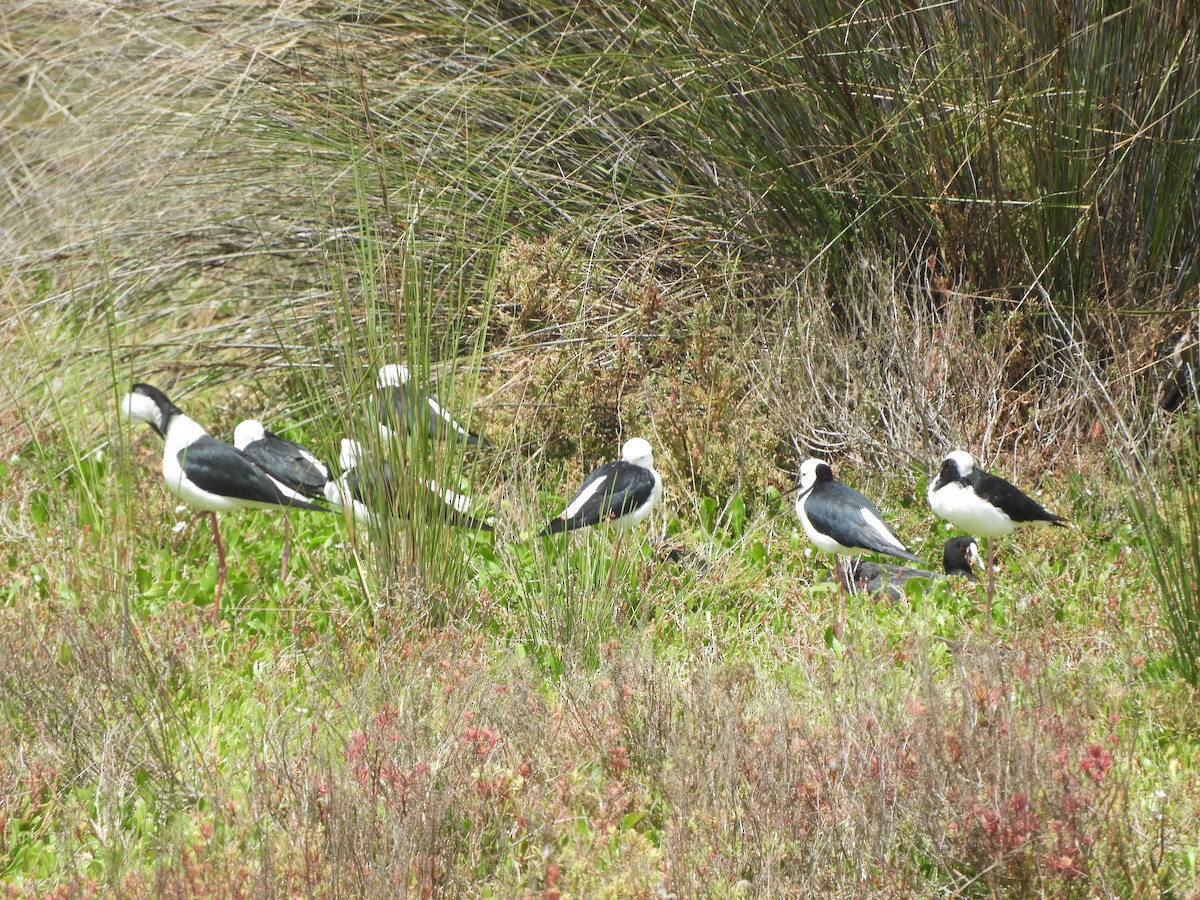 Pied Stilt - ML646506168