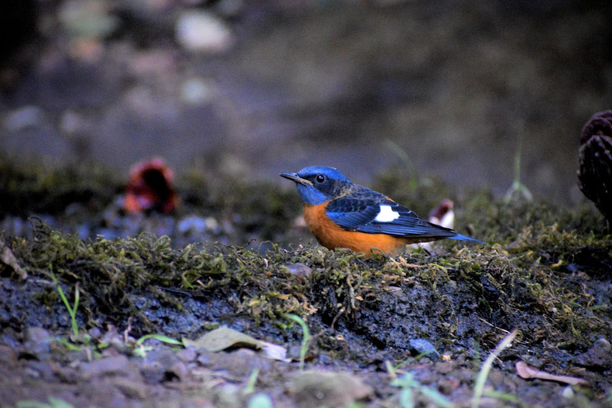 Blue-capped Rock-Thrush - ML646506169