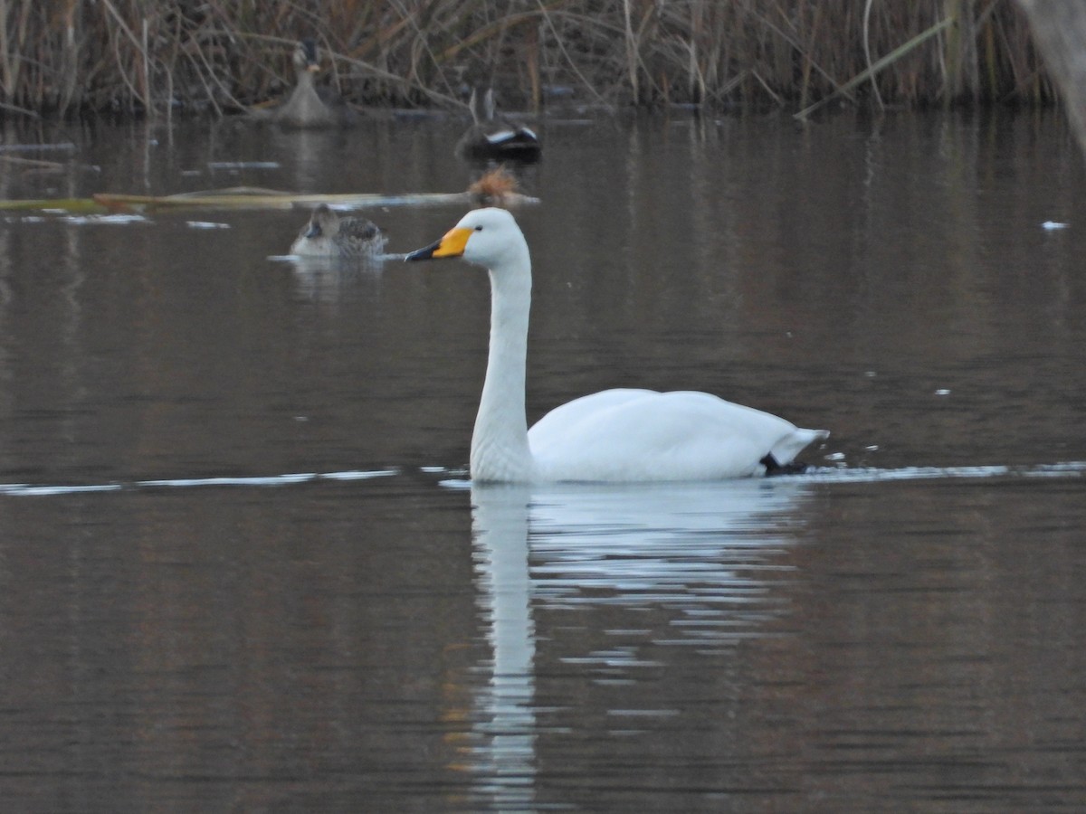 Гангар хун - ML646506176