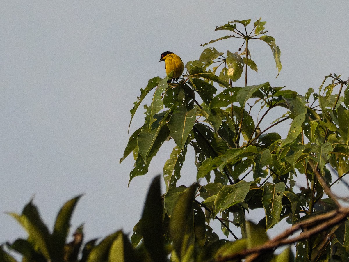 Yellow-bellied Dacnis - ML646506181