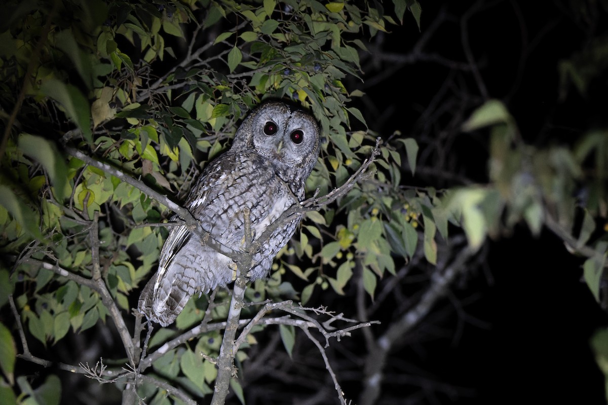 Allocco - ML646506182