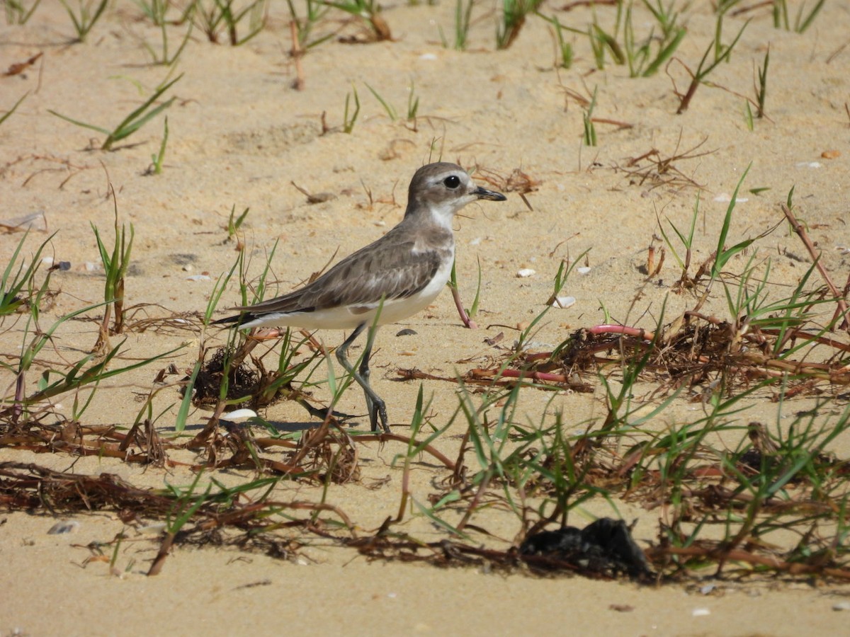 Pluvier du Tibet - ML646506188