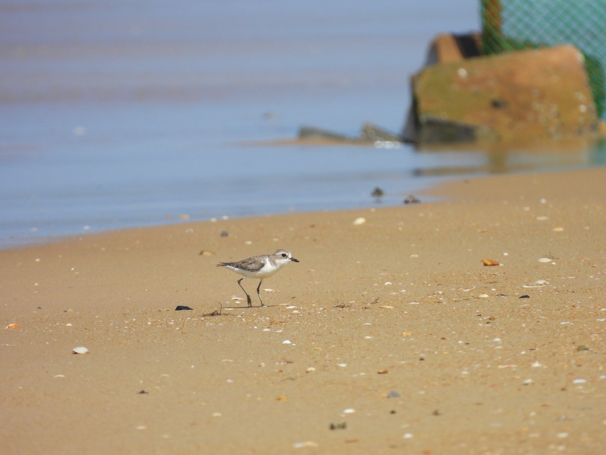 Pluvier du Tibet - ML646506189