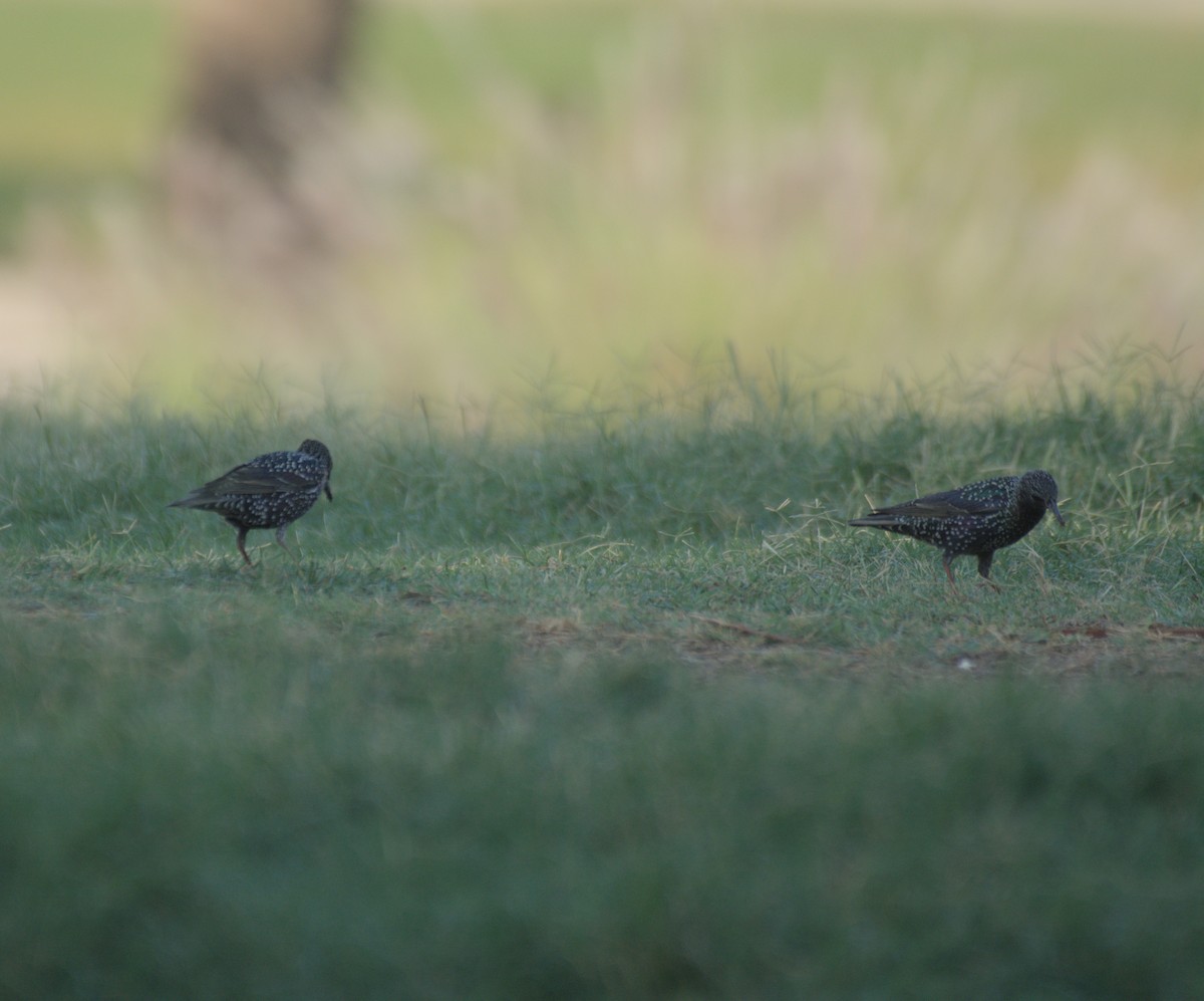 Обыкновенный скворец - ML646506196