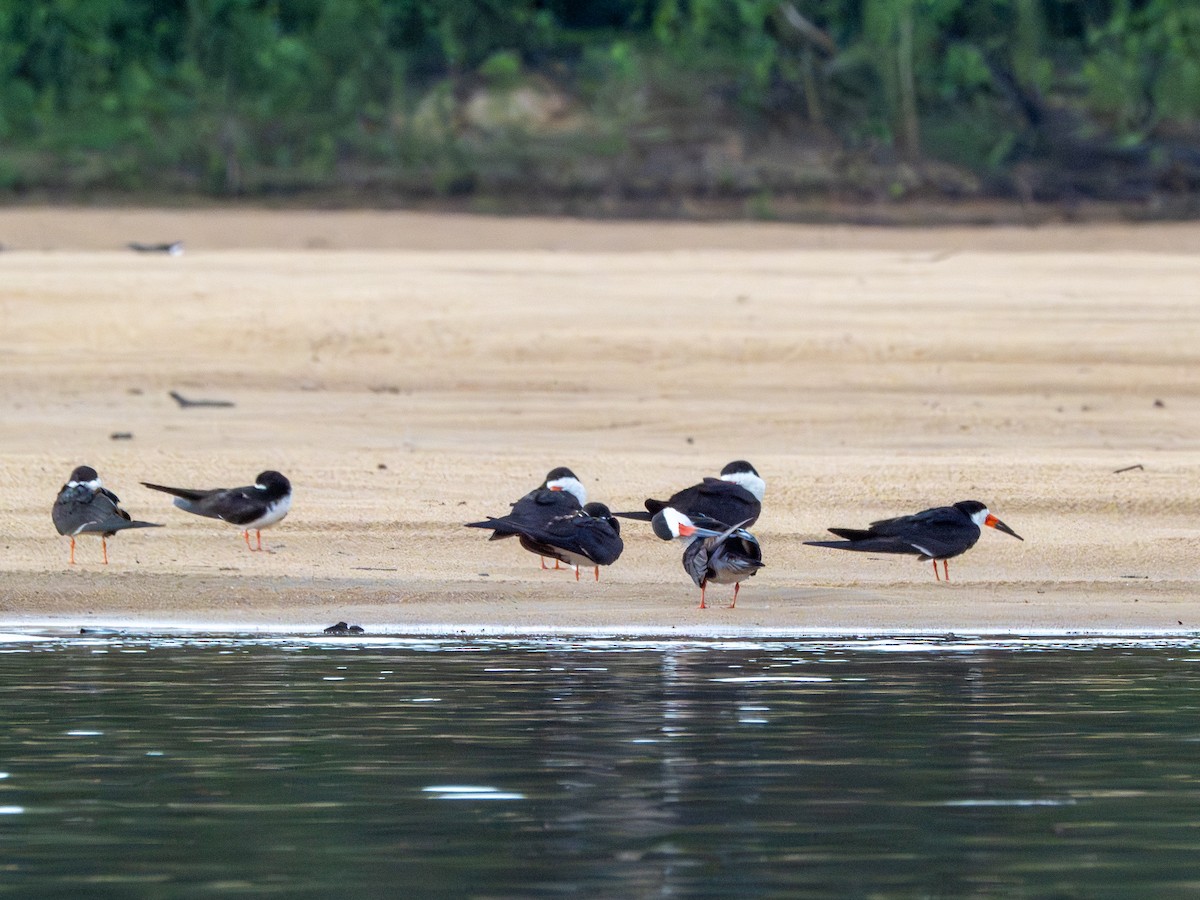Black Skimmer - ML646506199