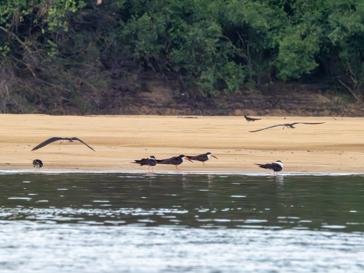 Black Skimmer - ML646506200