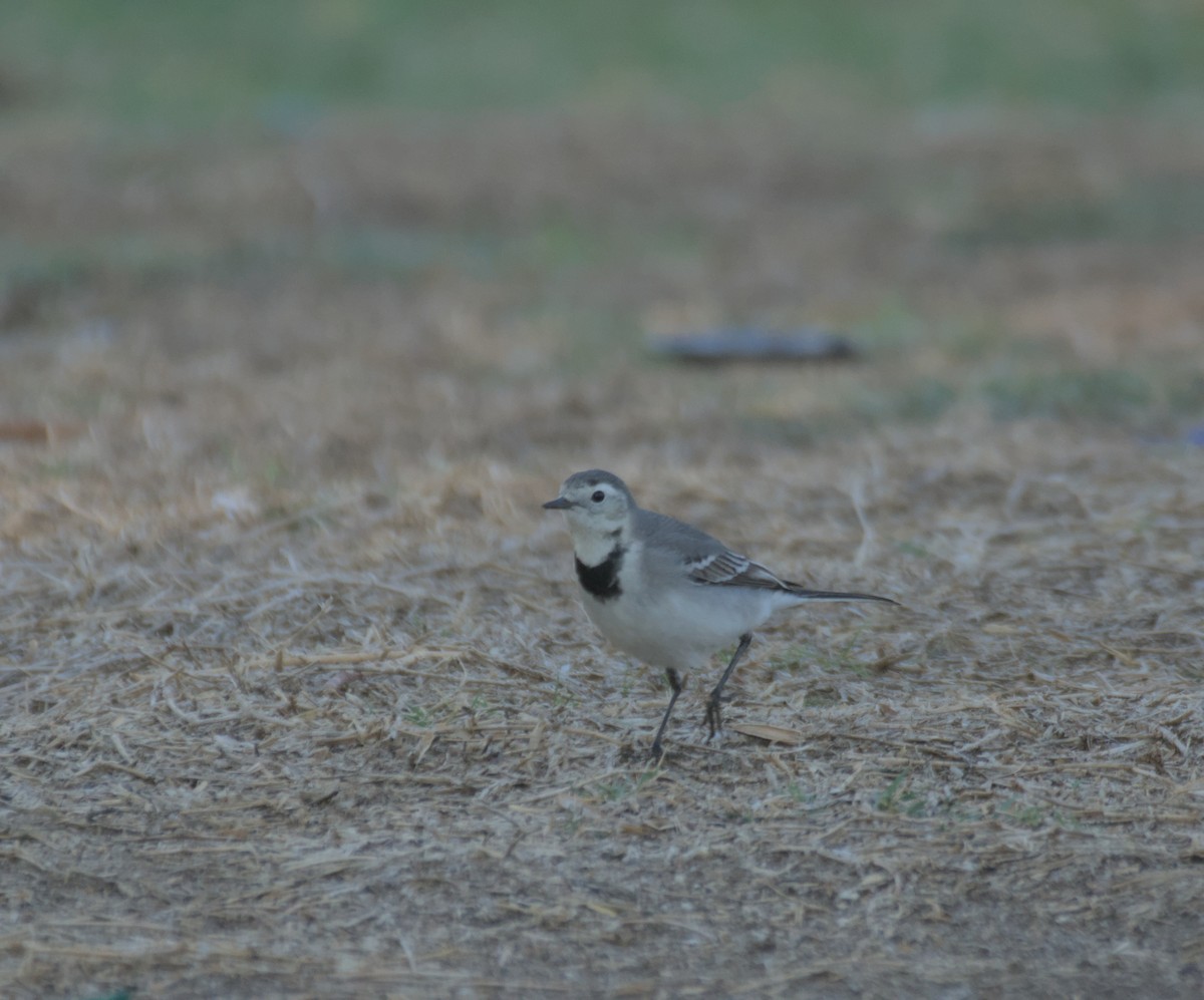 Белая трясогузка - ML646506202