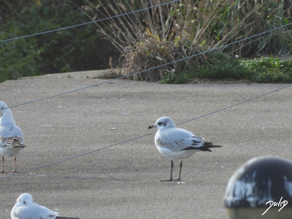 Mediterranean Gull - ML646506207