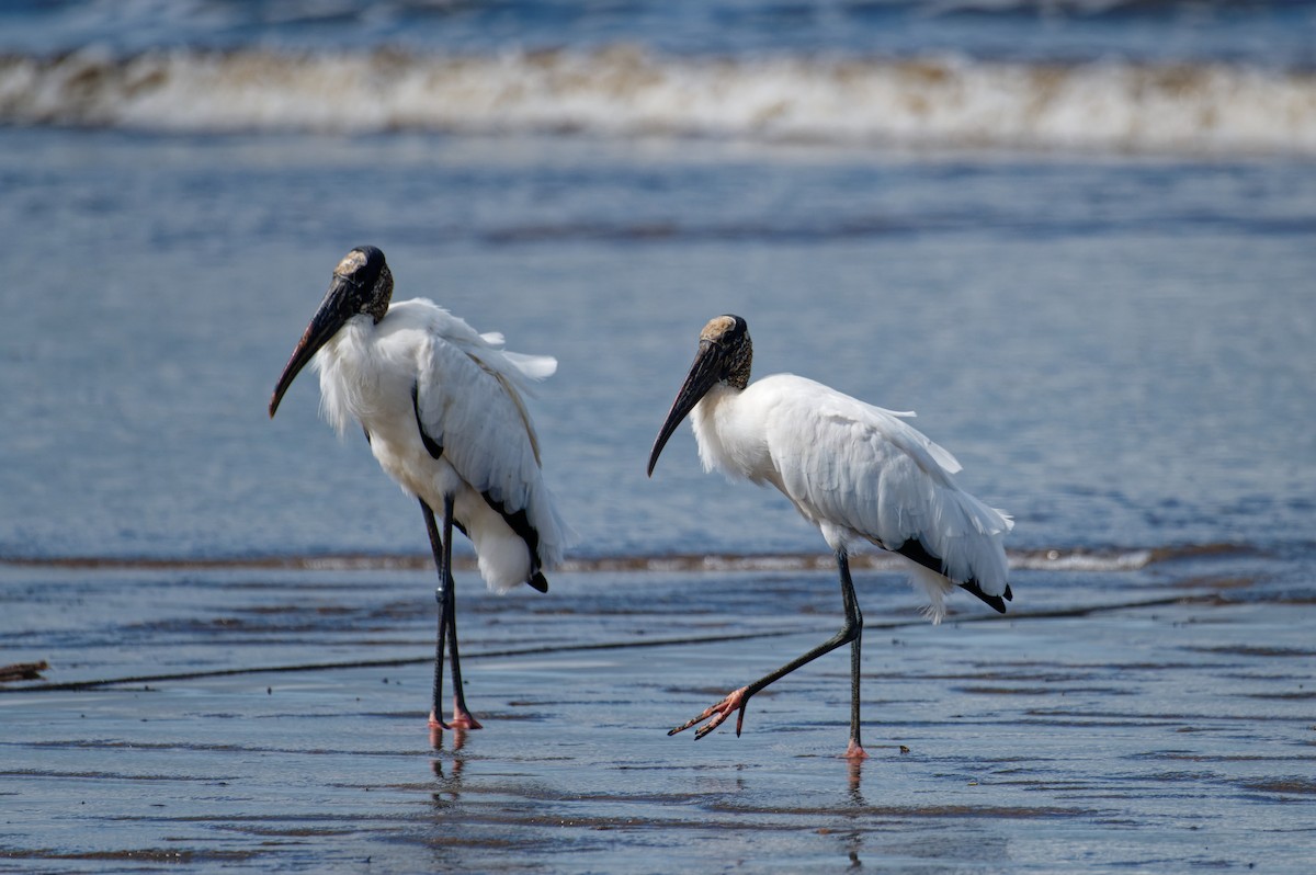 Tántalo Americano - ML646506209