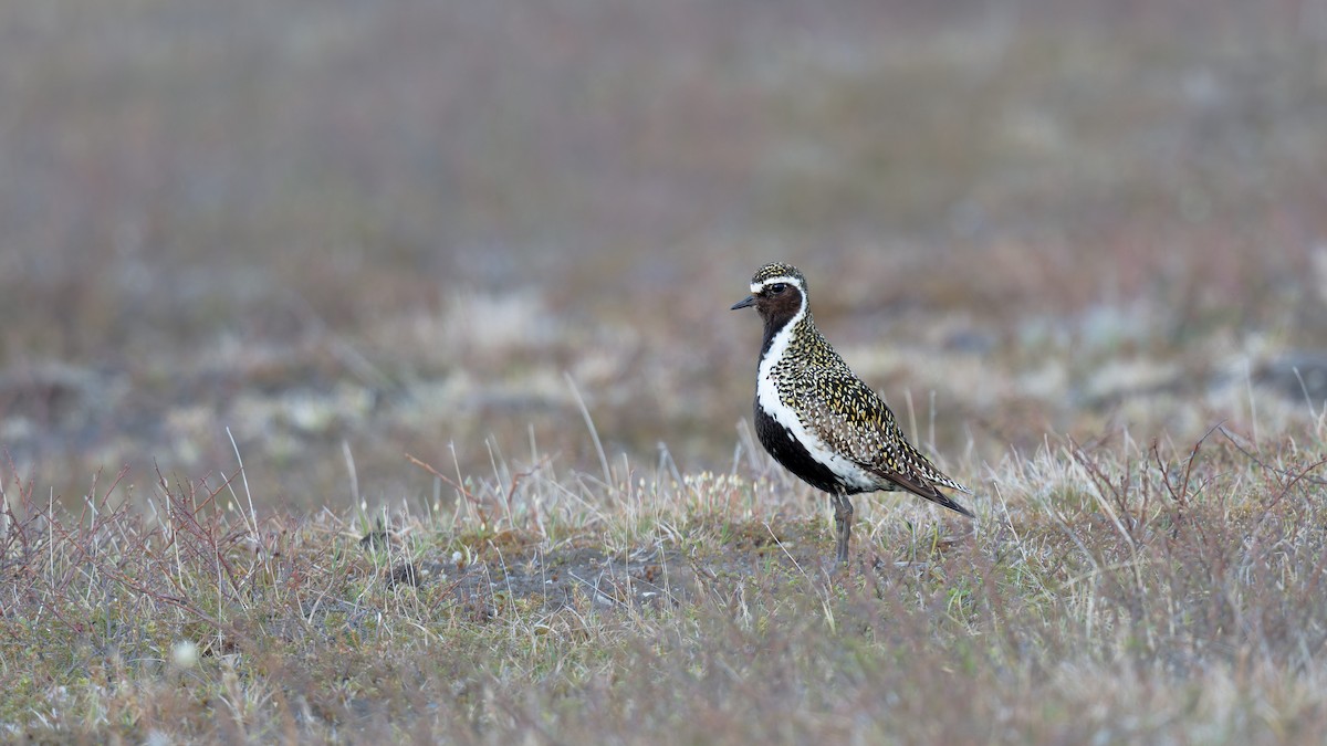 Сивка звичайна - ML646506211