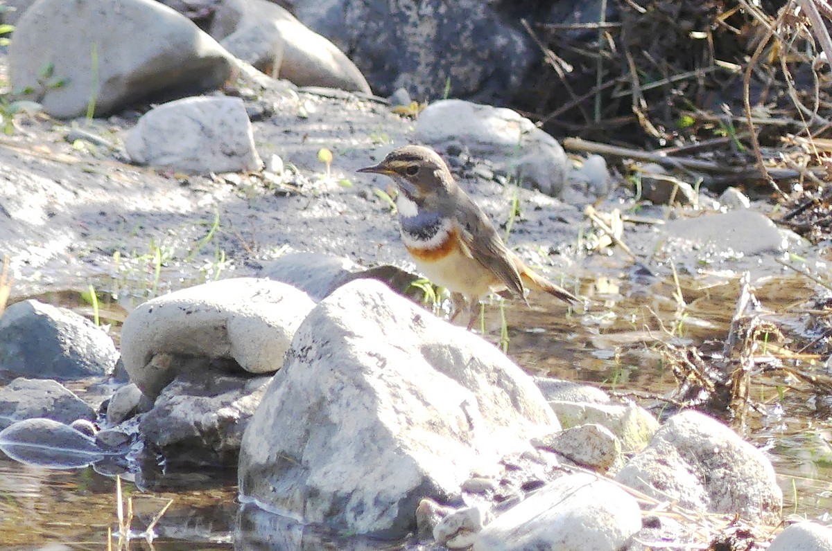 Bluethroat (White-spotted) - ML646506212