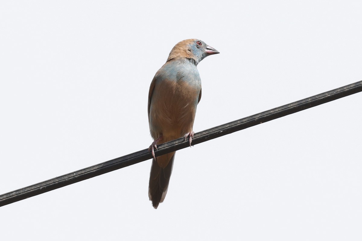 motýlek rudouchý - ML646506217