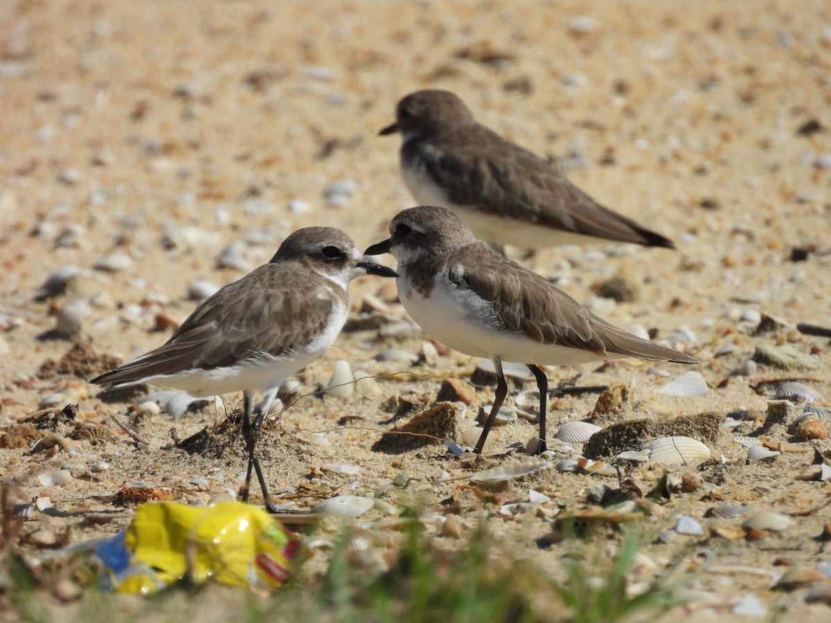 Pluvier du Tibet - ML646506226