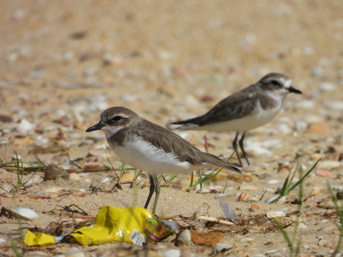 Pluvier du Tibet - ML646506227