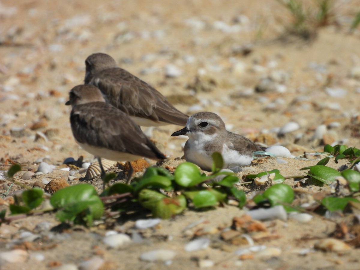 Pluvier du Tibet - ML646506228