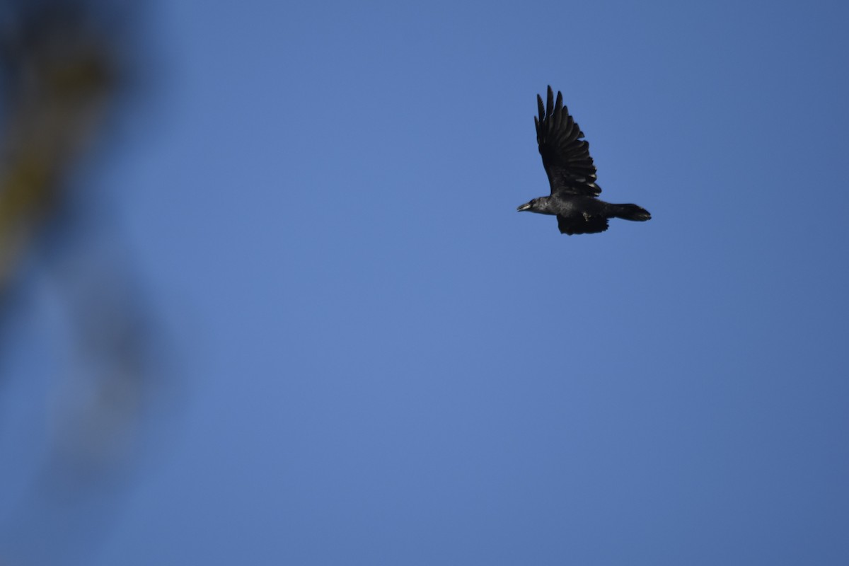 Kolkrabe - ML646506229