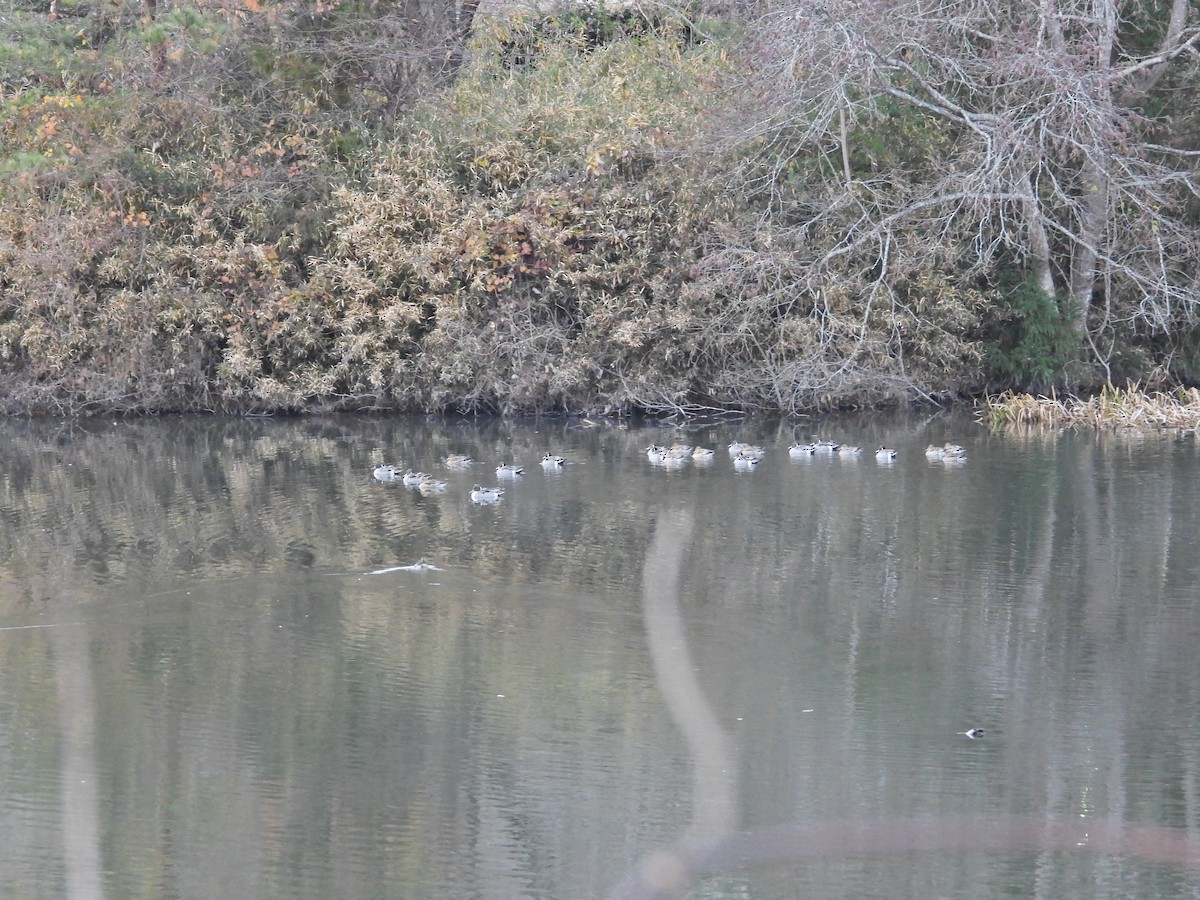 Шовтгор алаг нугас - ML646506233