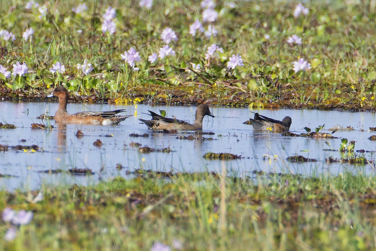 Silbón Europeo - ML646506234