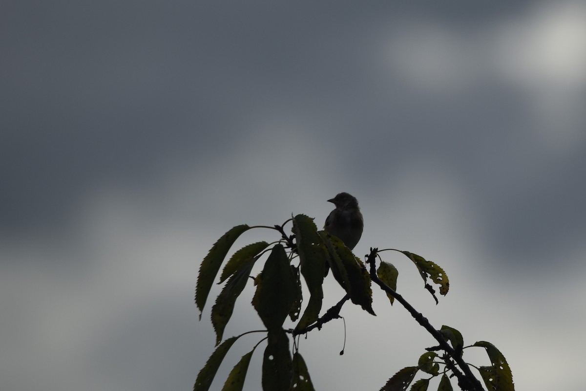 European Goldfinch - ML646506235