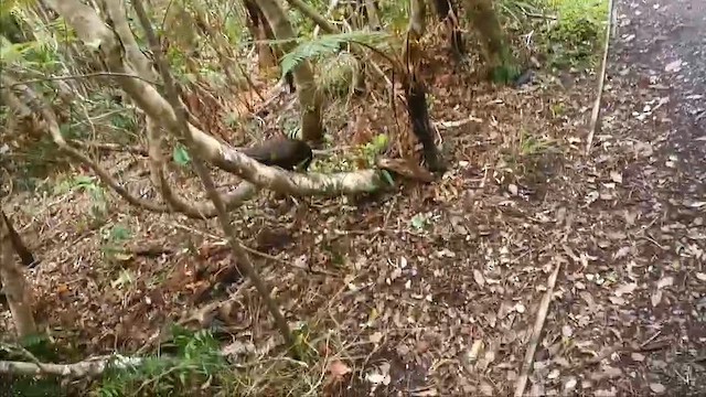 Nestor superbe - ML646506238