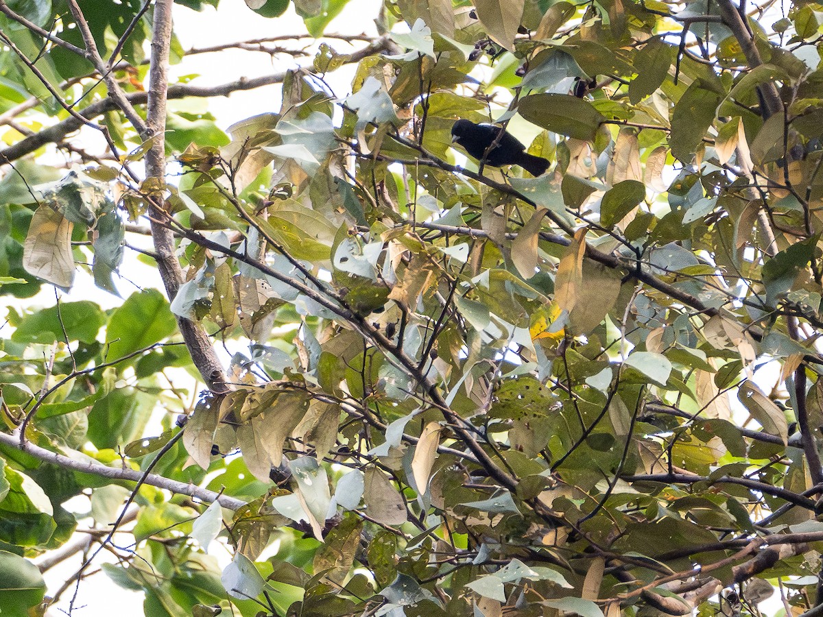 White-shouldered Tanager - ML646506239