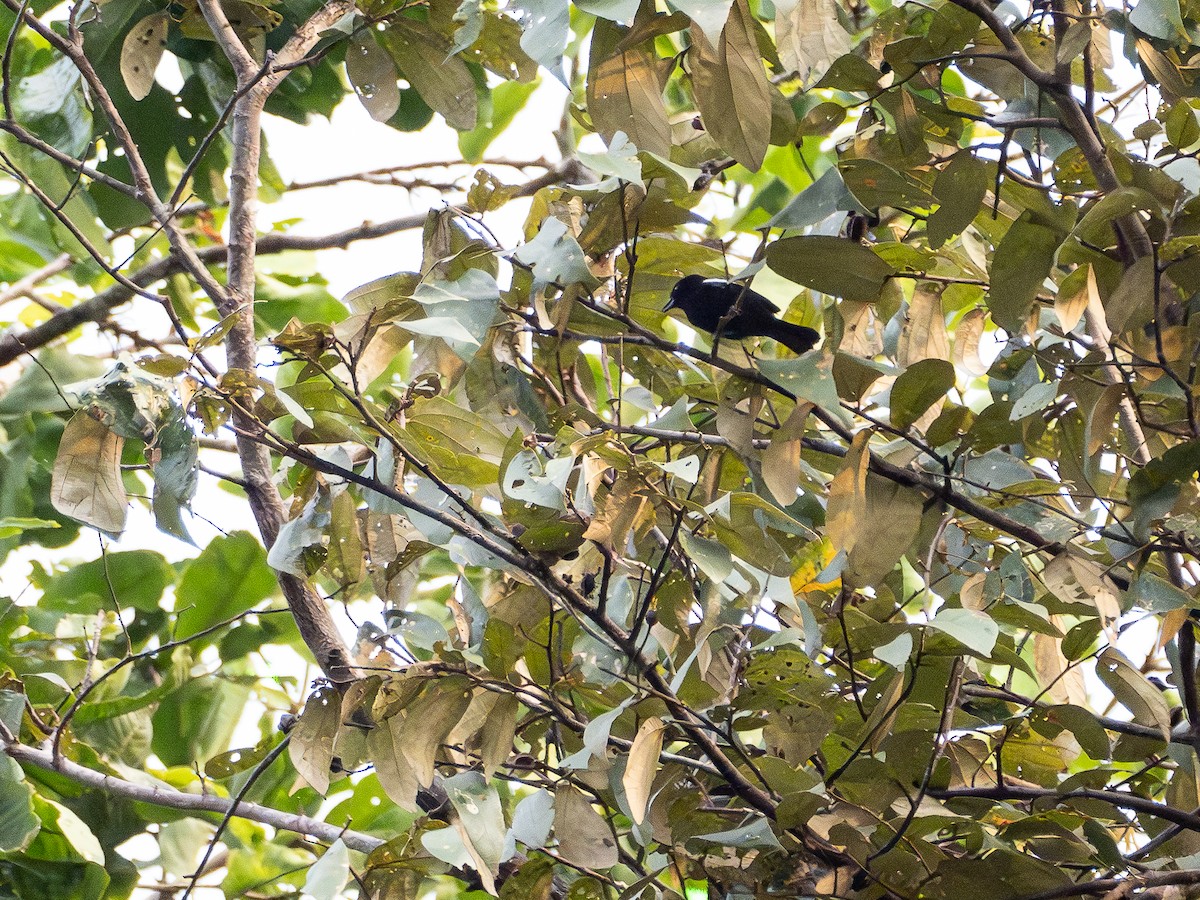 White-shouldered Tanager - ML646506240