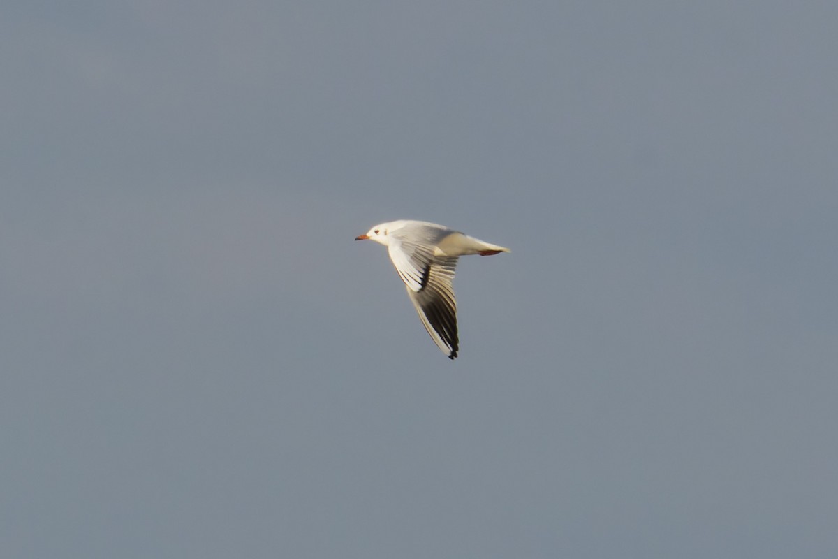 Gaviota Reidora - ML646506247