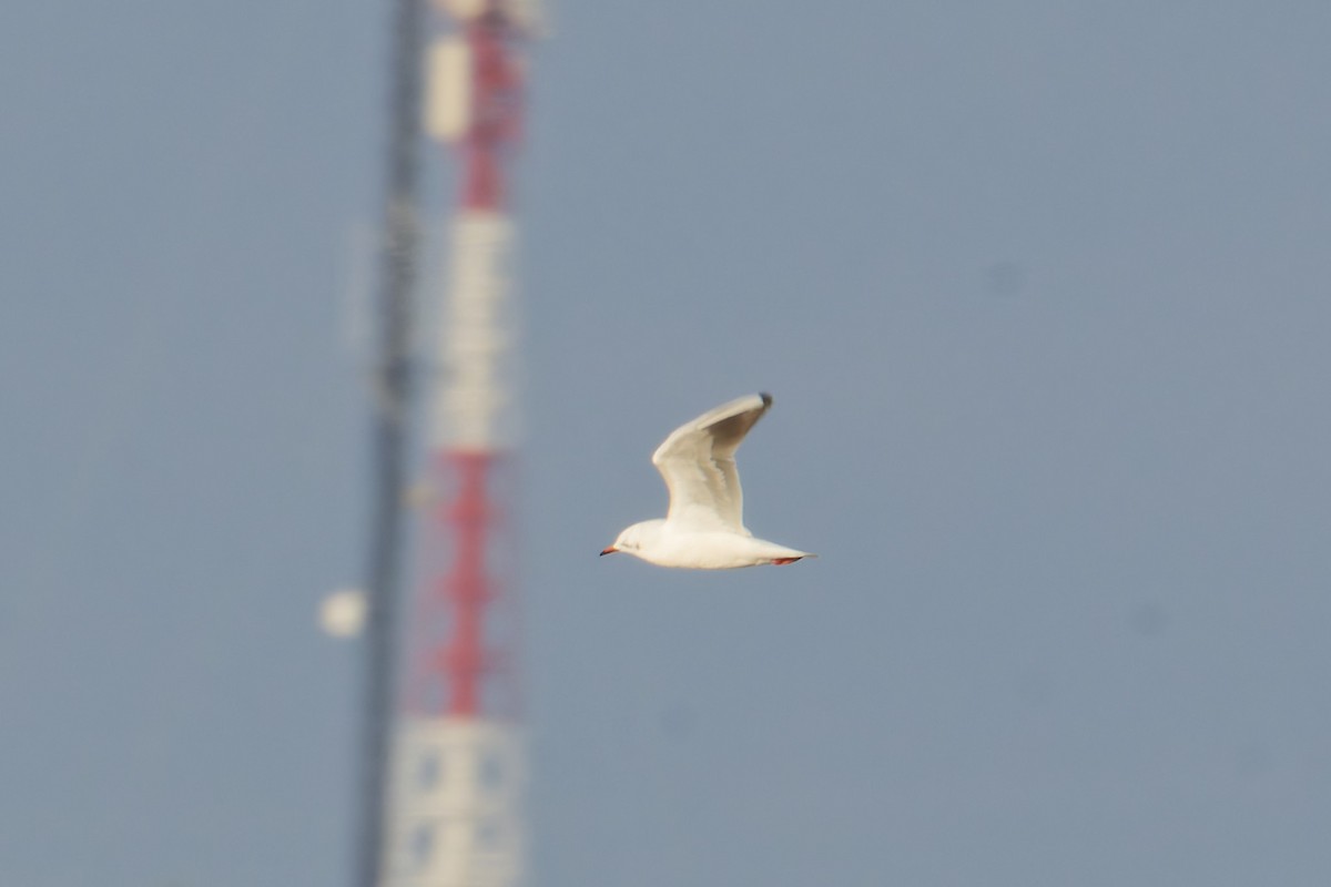 Gaviota Reidora - ML646506254