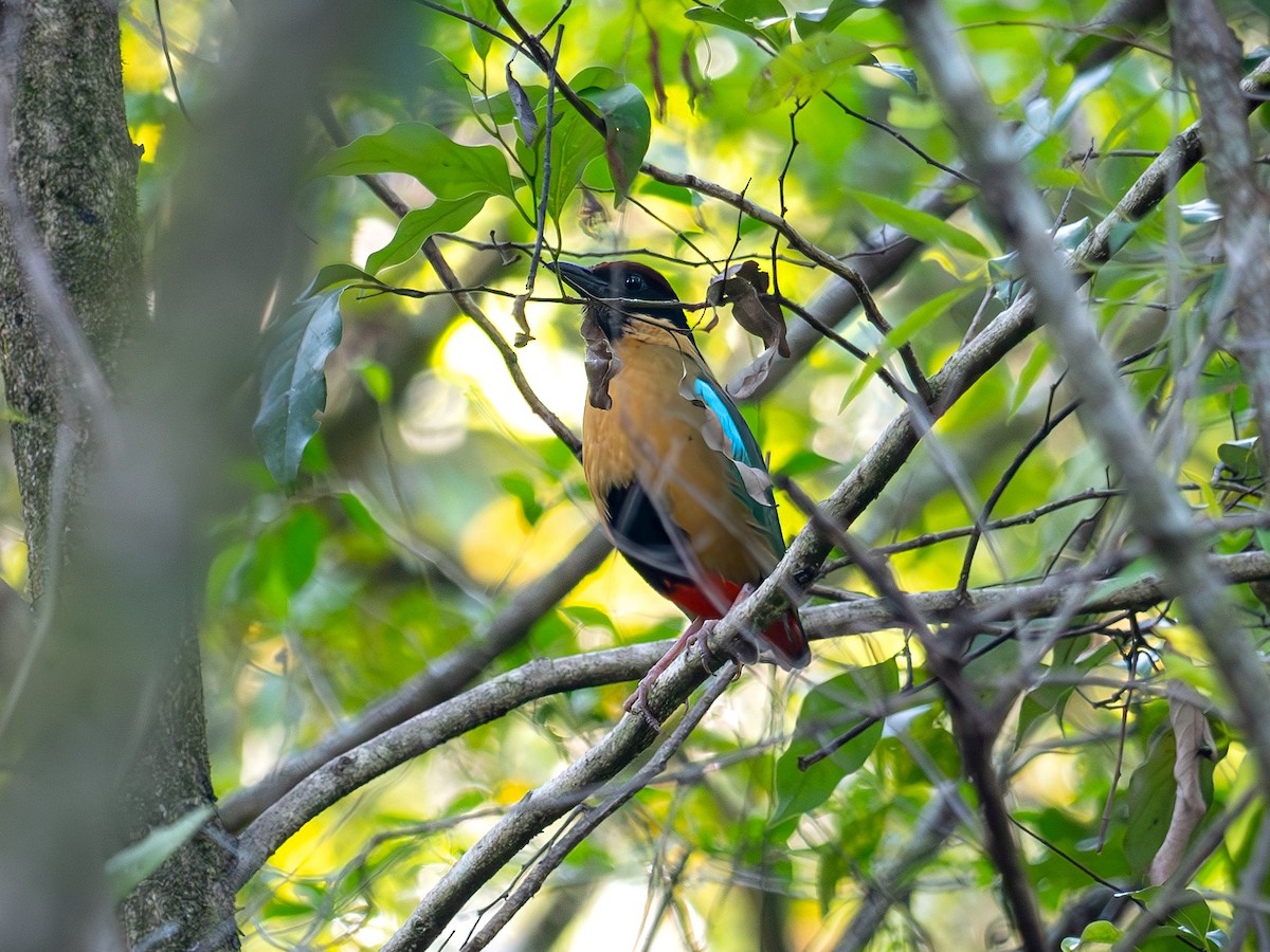 Піта-крикун - ML646506258