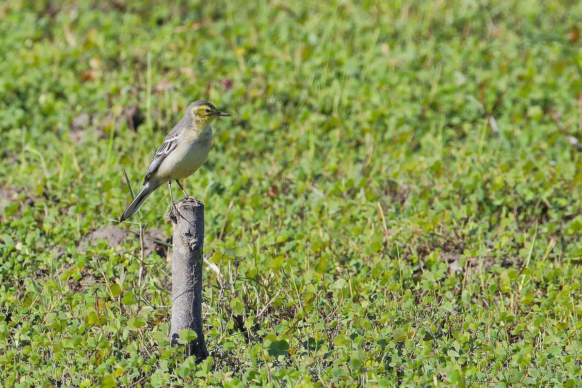 Lavandera Cetrina - ML646506260