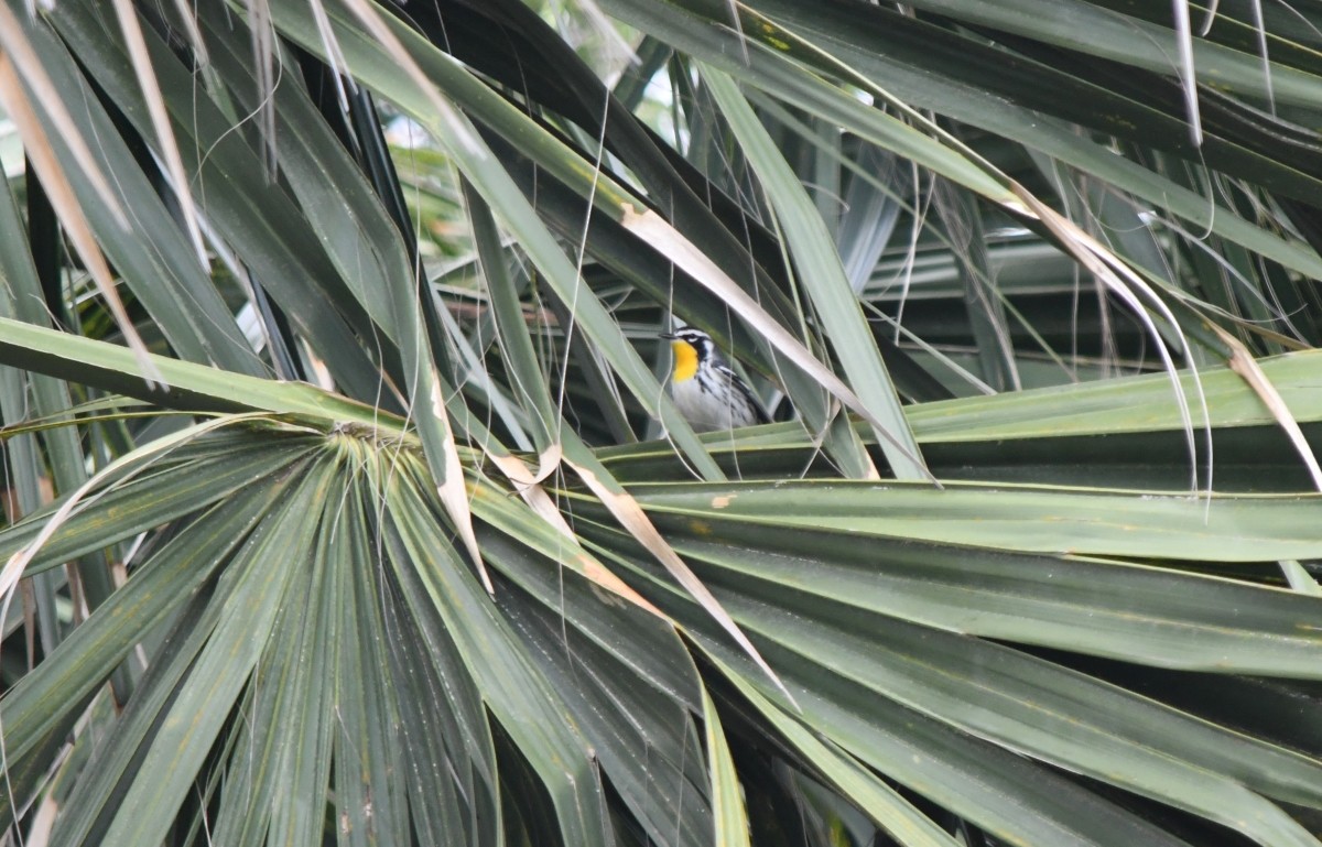 Yellow-throated Warbler - ML646506264