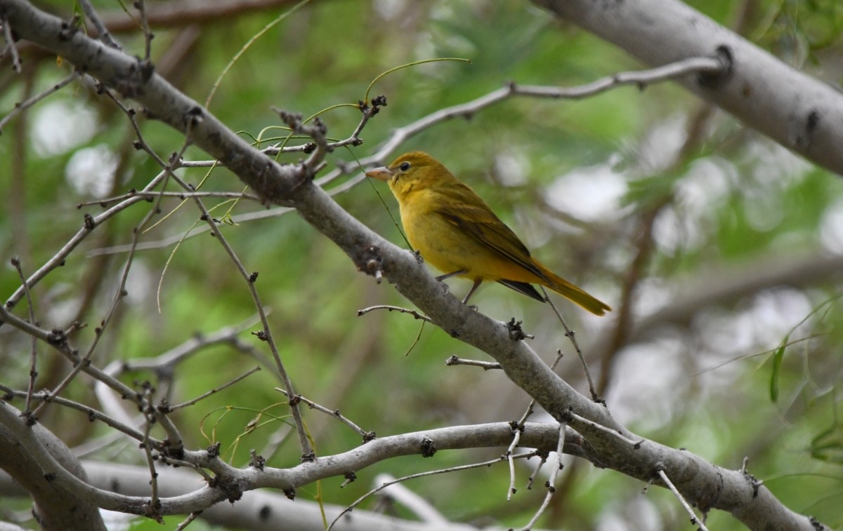 Summer Tanager - ML646506268